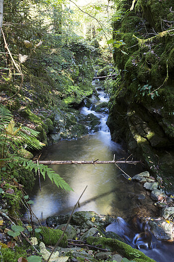 Blick in die Haselbachschlucht