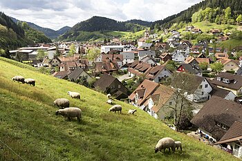 Schafweide an einem Hang bei Oberwolfach im Schwarzwald