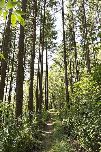 Waldpfad auf dem Haslacher Panoramaweg Nord nahe der Lenzhütte