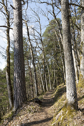 Aichener Hutpfad bei Gurtweil