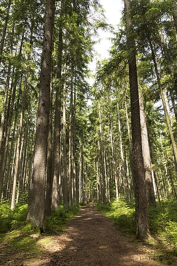 Auerhahnweg – ein Wanderweg bei Schramberg-Tennenbronn im Mittleren Schwarzwald