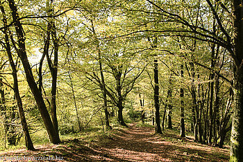 Westweg zwischen Farrenkopf und Büchereck