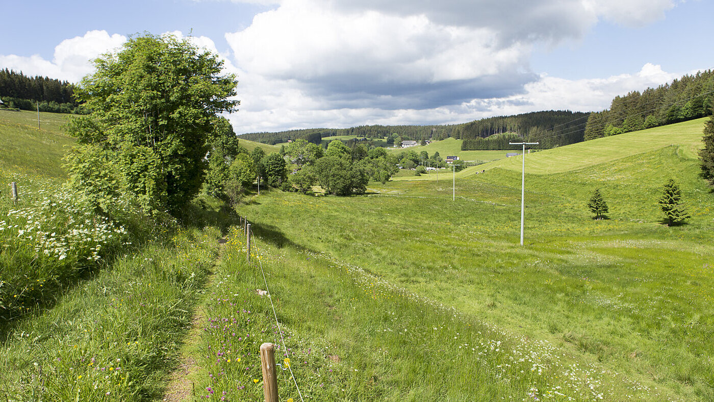 Wanderung auf dem Heilklima-Steig bei Schönwald