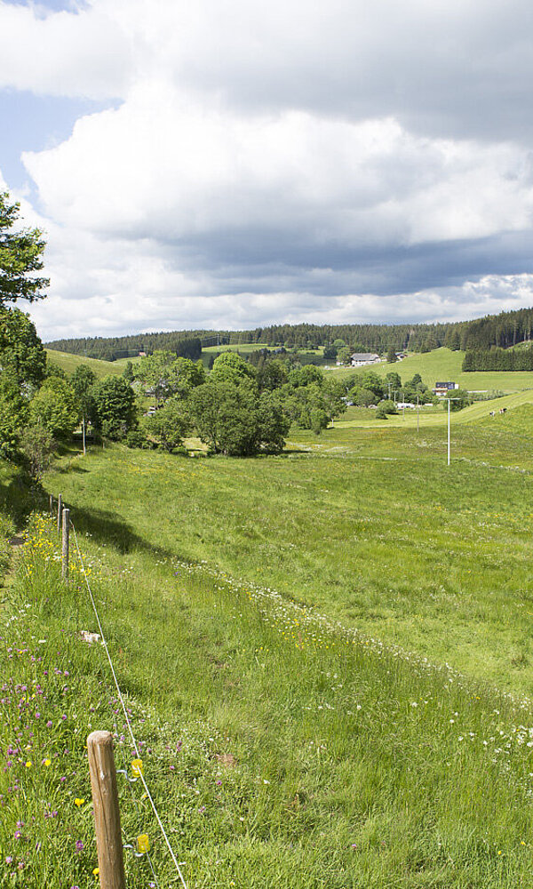 Wanderung auf dem Heilklimasteig bei Schönwald