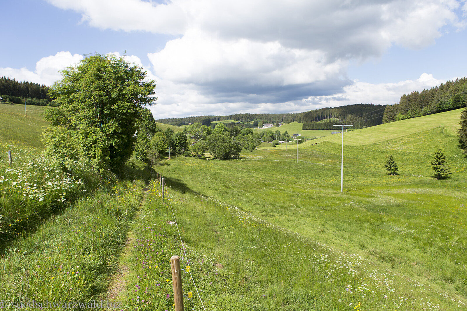 Idyllischer Wanderweg inmitten grüner Wiesen und sanft geschwungener Hügel im Gutachtal