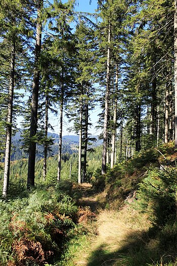 Mittelweg zwischen Salzlecke und dem Teisenkopf