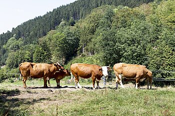 Hinterwälder-Rinder am Rohrhardsberg