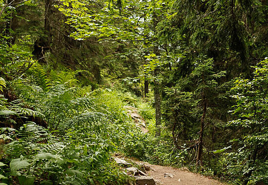 Tritthilfen auf dem Felsenweg