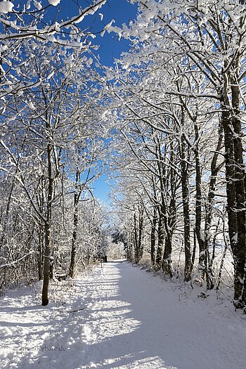 Winterwanderweg bei Höchenschwand