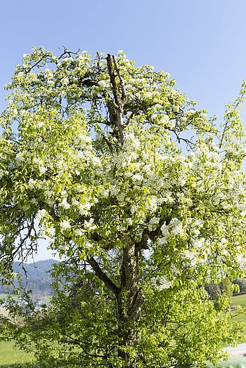 blühender Apfelbaum im Harmersbacher Tal