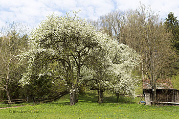 Blühender Obstbaum beim Eichholz