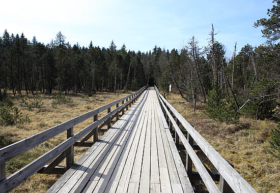 Wanderweg ins Hinterzartener Moor