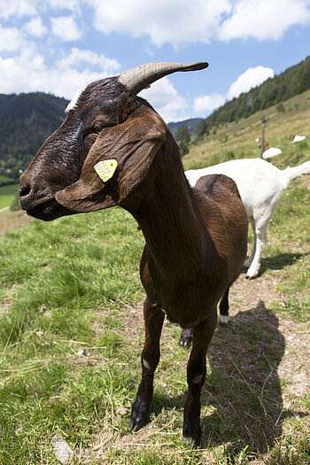 Ziege auf dem Menzenschwander Geißenpfad
