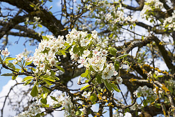 Apfelblüte in Aichen