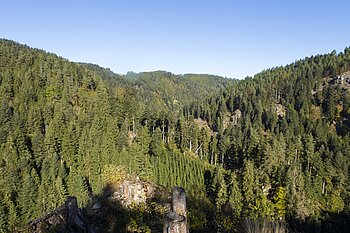 Aussicht über das bewaldete Tal der Schiltach im Schwarzwald