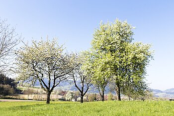 Blühende Obstbäume bei Zell am Harmbersbach