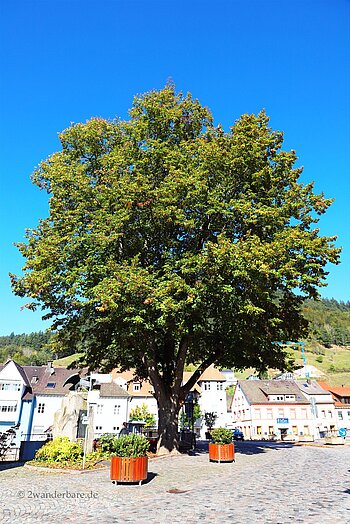 1871 gepflanzte Friedenslinde an der Wolf in Wolfach