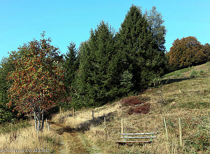 Wanderung von Schönau auf den Belchen