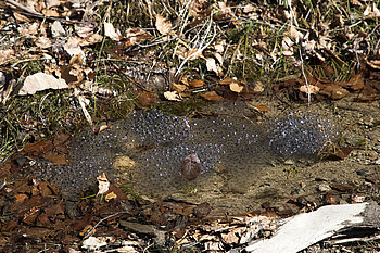 Froschleich am Wegesrand 
