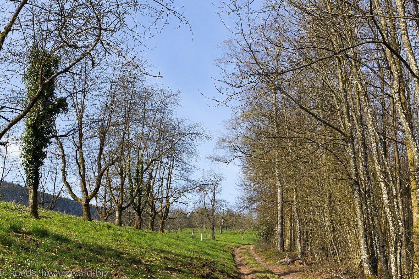 Wanderweg am Waldrand an der 2. Etappe des Renchtalsteigs