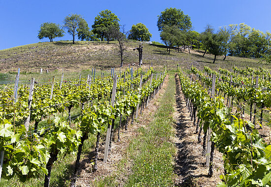Weinbau am Floriansberg
