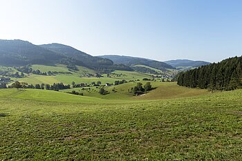 Aussicht über die Wiesen im Welschensteinbachtal