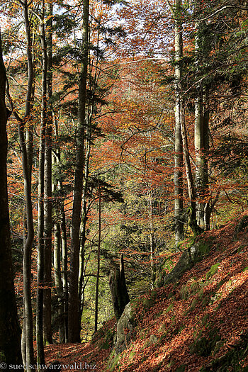 Herbststimmung auf dem Zweitälersteig