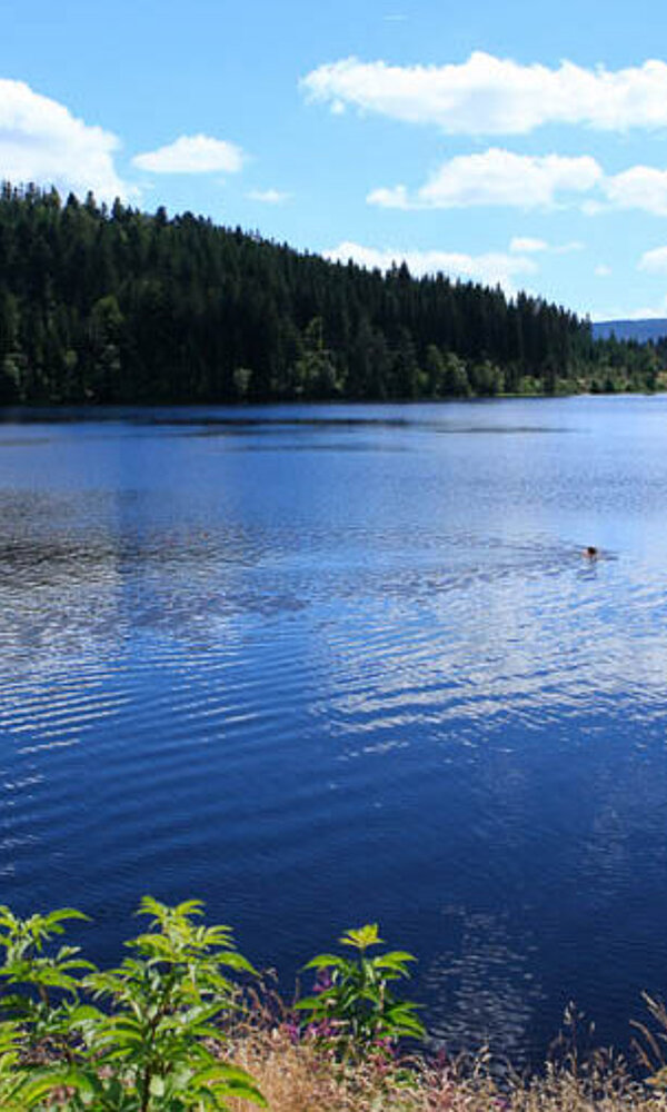 Blick über den Windgfällweiher