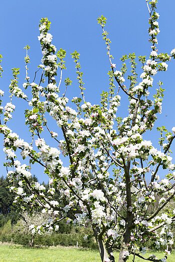 Obstblüte im Kinzigtal