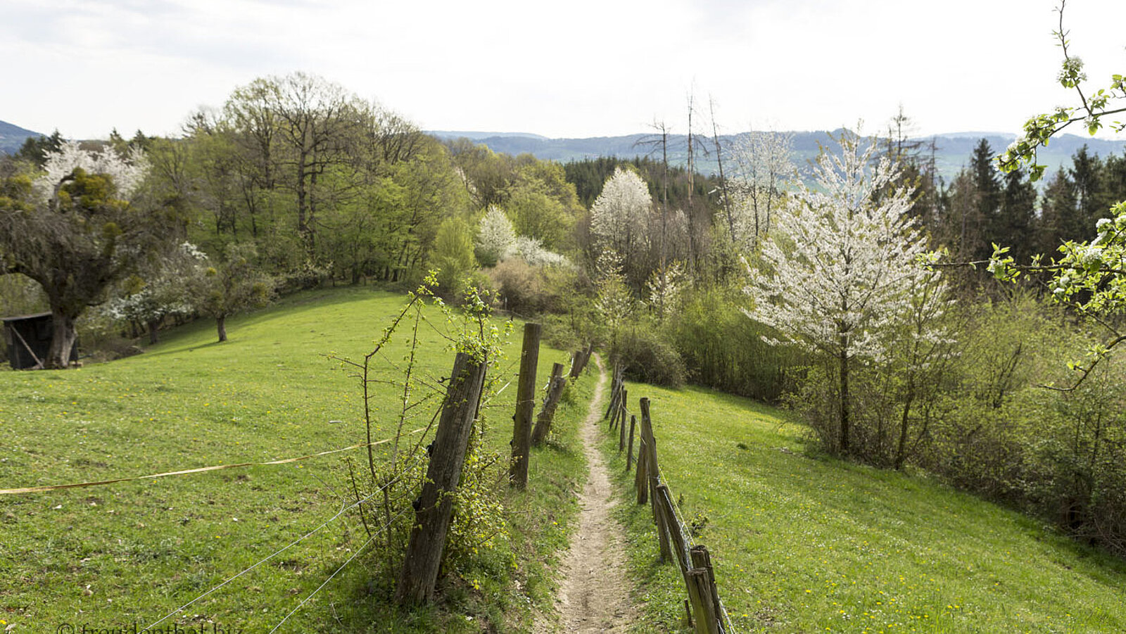 Idyllischer Wanderweg mit blühenden Sträuchern zwischen Hohenstaufen und Ottenbach