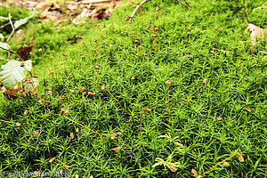 Welleniges Katharinenmoos (Atrichum undulatum)