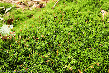 Welleniges Katharinenmoos (Atrichum undulatum)