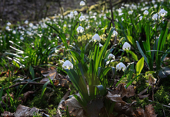 Blühende Märzenbecher im Naturschutzgebiet Wutachflühen 