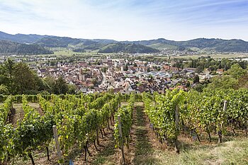 Aussicht über die Weinberge auf Gengenbach an der Kinzig