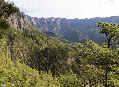 Aussicht über Kiefernwälder über Caldera Taburiente auf la Palma