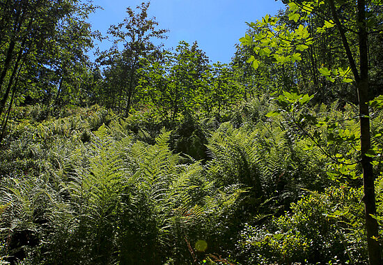 Pfadiger Abschnitt auf dem Feldbergsteig