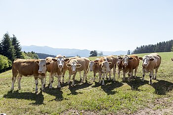 Rinderherde auf einer Wiese nahe dem Bäreneckle