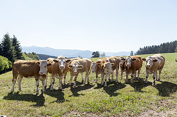 Rinderherde auf einer Wiese nahe dem Bäreneckle