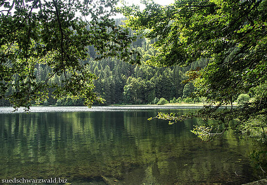 Blick über das grüne Wasser des Feldsee im Hochschwarzwald