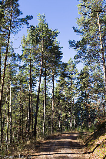 Kiefernwald am Hornberger Panoramaweg