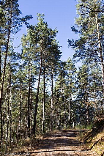 Kiefernwald am Hornberger Panoramaweg