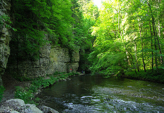Hohe Muschelkaldwände prägen die Wutachschlucht