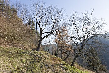 herbstliche Obstbäume am Hornberger Panoramaweg