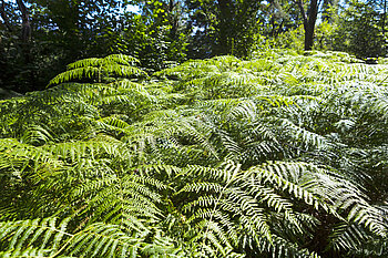 Adlerfarn im Schwarzwald