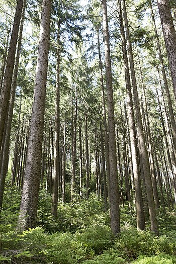 Wald auf dem Hornberger Hauenstein im Schwarzwald