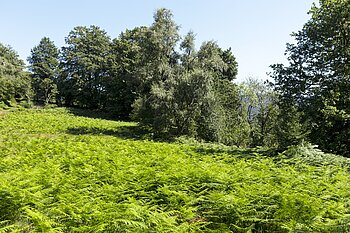 Adlerfarn bildet dichte Bestände bei der Prechtaler Schanze
