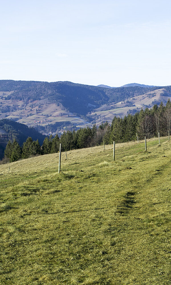 Aussicht beim Schneckenkopf zum Wiesental