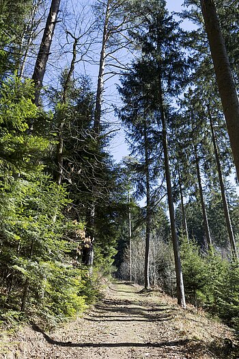 Ostweg zwischen Winterhalden und Breitreute im Schwarzwald