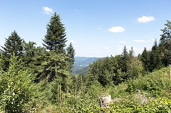 Aussicht beim Offenbacher Eckle im Mittleren Schwarzwald