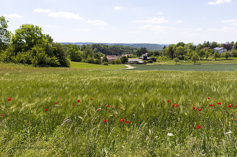 Wiesen bei Apfelstetten